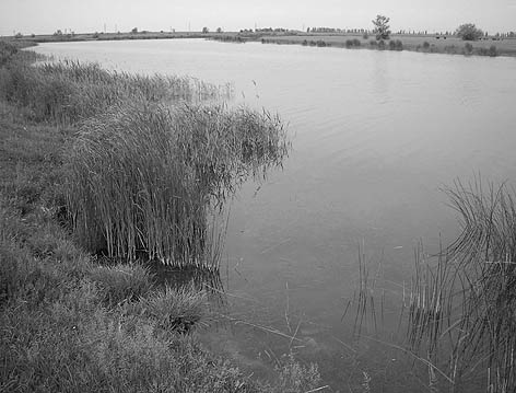 фото: Жеребець